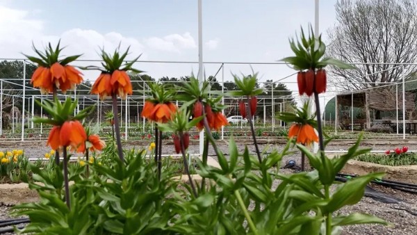 Bir Tek Türkiye'de Yetişiyor! Ömürleri İse Sadece 20 Gün